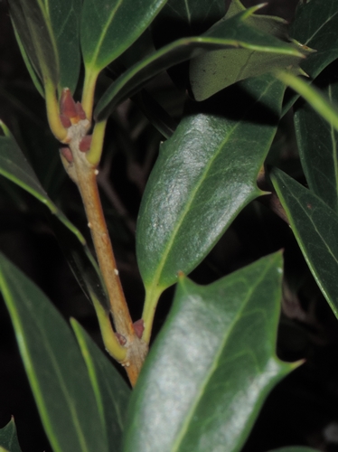 Aiuola pubblica: Osmanthus heterophyllus heterophyllus (Oleaceae)